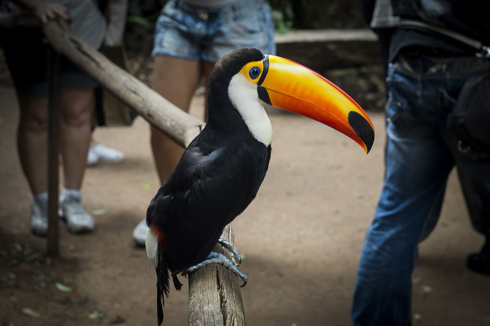 Parque das Aves